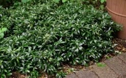 Fragrant Mountain Sweetbox (Sarcococca) - 2 Gallon Pot 13 Fragrant Mountain Sweetbox (Sarcococca) - 2 Gallon Pot -Botanica Tree Store sarcoccoca hookeriana sarsid 1 fragrant valley sweetbox 9