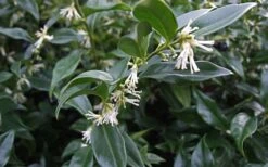 Fragrant Mountain Sweetbox (Sarcococca) - 2 Gallon Pot 11 Fragrant Mountain Sweetbox (Sarcococca) - 2 Gallon Pot -Botanica Tree Store sarcoccoca hookeriana sarsid 2 fragrant mountain sweetbox 1