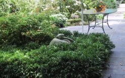 Fragrant Mountain Sweetbox (Sarcococca) - 2 Gallon Pot 12 Fragrant Mountain Sweetbox (Sarcococca) - 2 Gallon Pot -Botanica Tree Store sarcoccoca hookeriana sarsid 2 fragrant mountain sweetbox 3