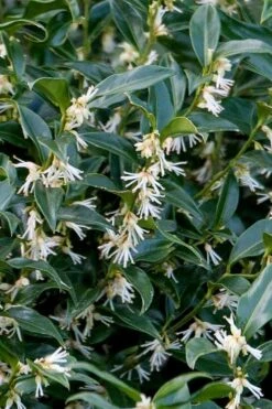 Fragrant Mountain Sweetbox (Sarcococca) - 2 Gallon Pot 10 Fragrant Mountain Sweetbox (Sarcococca) - 2 Gallon Pot -Botanica Tree Store sarcoccoca hookeriana sarsid 2 fragrant mountain sweetbox 4
