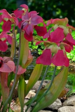 Bug Bat Pitcher Plant (Sarracenia) - 2.5 Quart Pot -Botanica Tree Store sarracenia bug bat pitcher plant 1
