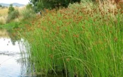 Softstem Bulrush (Schoenoplectus Tabernaemontani) - 8 Pack Of 1 Gallon Pots -Botanica Tree Store schoenoplectus tabernaemontani soft stem bulrush 2