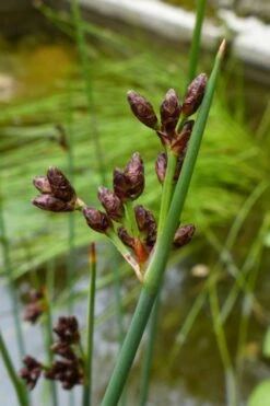 Softstem Bulrush (Schoenoplectus Tabernaemontani) - 8 Pack Of 1 Gallon Pots -Botanica Tree Store schoenoplectus tabernaemontani soft stem bulrush 3