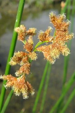 Softstem Bulrush (Schoenoplectus Tabernaemontani) - 8 Pack Of 1 Gallon Pots -Botanica Tree Store schoenoplectus tabernaemontani soft stem bulrush 4