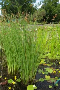 Softstem Bulrush (Schoenoplectus Tabernaemontani) - 8 Pack Of 1 Gallon Pots -Botanica Tree Store schoenoplectus tabernaemontani soft stem bulrush 5