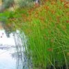 Softstem Bulrush (Schoenoplectus Tabernaemontani) - 8 Pack Of 1 Gallon Pots