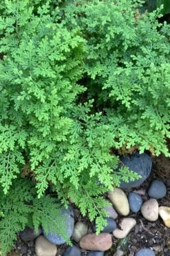 Arborvitae Fern (Selaginella Braunii) - 2.5 Quart Pot -Botanica Tree Store selaginella braunii arborvitae fern 2