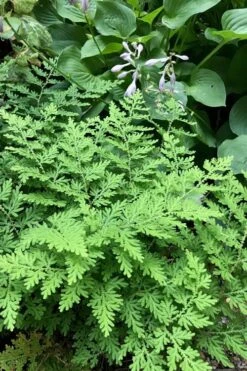 Arborvitae Fern (Selaginella Braunii) - 1 Gallon Pot -Botanica Tree Store selaginella braunii arborvitae fern 3 1