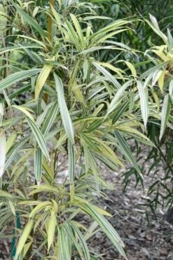 Variegated Chinese Temple Bamboo - Sinobambusa Tootsik 'Albostriata' - 3 Gallon Pot 9 Variegated Chinese Temple Bamboo - Sinobambusa Tootsik 'Albostriata' - 3 Gallon Pot -Botanica Tree Store sinobambusa toosik albostriata variegated temple bamboo 1