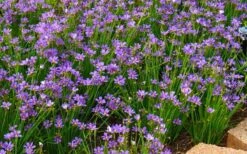 Lucerne Blue-Eyed Grass - 5 Pack Of Quart Pots -Botanica Tree Store sisyrinchium angustifolium lucerne blue eyed grass 10