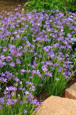 Lucerne Blue-Eyed Grass - 5 Pack Of Quart Pots -Botanica Tree Store sisyrinchium angustifolium lucerne blue eyed grass 11
