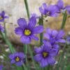Lucerne Blue-Eyed Grass - 5 Pack Of Quart Pots