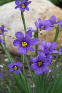 Lucerne Blue-Eyed Grass - 5 Pack Of Quart Pots
