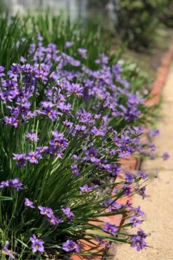 Lucerne Blue-Eyed Grass - 5 Pack Of Quart Pots -Botanica Tree Store sisyrinchium angustifolium lucerne blue eyed grass 13