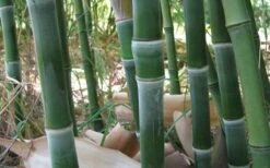 Solid Stem Bamboo - Phyllostachys Heteroclada - 3 Gallon Pot (2-4') -Botanica Tree Store solid stem bamboo 1