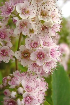 White Meadowsweet (Spirea Alba) - 3 Gallon Pot -Botanica Tree Store spirea alba white meadowsweet 7
