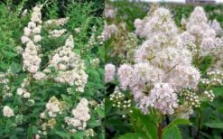 White Meadowsweet (Spirea Alba) - 3 Gallon Pot -Botanica Tree Store spirea alba white meadowsweet 9