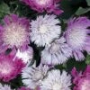 Color Wheel Stokesia (Stokes Aster) - 1 Gallon Pot