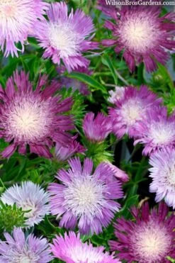 Color Wheel Stokesia (Stokes Aster) - 1 Gallon Pot -Botanica Tree Store stokesia laevis colorwheel stokes aster 2