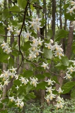 American Snowbell Tree (Styrax Americanus) - 3 Gallon Pot 17 American Snowbell Tree (Styrax Americanus) - 3 Gallon Pot -Botanica Tree Store styrax americanus american snowbell 12
