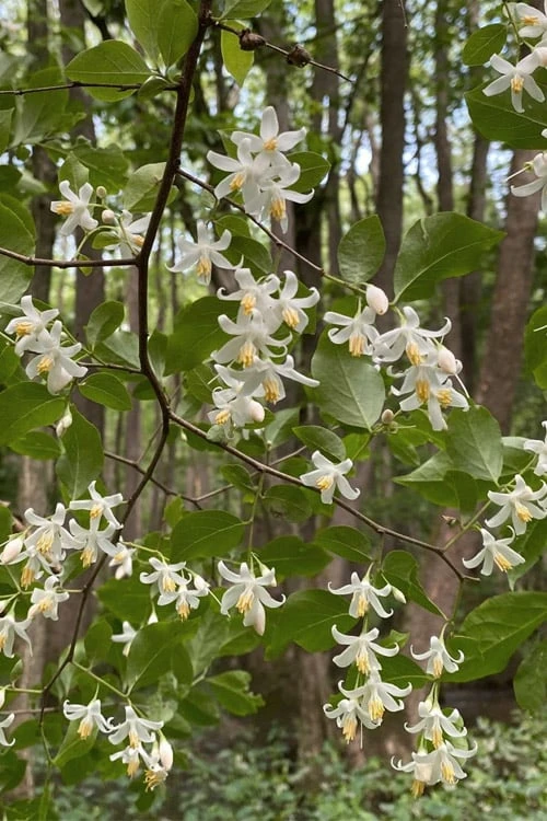 American Snowbell Tree (Styrax Americanus) - 3 Gallon Pot 4 American Snowbell Tree (Styrax Americanus) - 3 Gallon Pot - Image 4