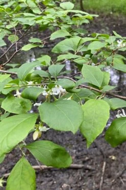 American Snowbell Tree (Styrax Americanus) - 3 Gallon Pot 24 American Snowbell Tree (Styrax Americanus) - 3 Gallon Pot -Botanica Tree Store styrax americanus american snowbell 13