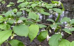 American Snowbell Tree (Styrax Americanus) - 3 Gallon Pot 23 American Snowbell Tree (Styrax Americanus) - 3 Gallon Pot -Botanica Tree Store styrax americanus american snowbell 14