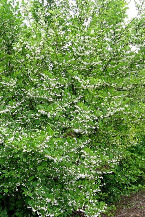 American Snowbell Tree (Styrax Americanus) - 3 Gallon Pot 5 American Snowbell Tree (Styrax Americanus) - 3 Gallon Pot - Image 5