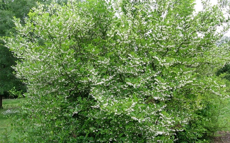American Snowbell Tree (Styrax Americanus) - 3 Gallon Pot 6 American Snowbell Tree (Styrax Americanus) - 3 Gallon Pot - Image 6