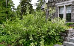 American Snowbell Tree (Styrax Americanus) - 3 Gallon Pot 21 American Snowbell Tree (Styrax Americanus) - 3 Gallon Pot -Botanica Tree Store styrax americanus american snowbell 18