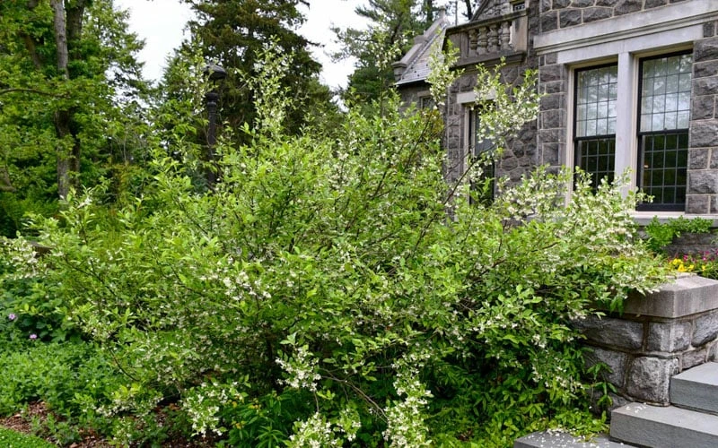 American Snowbell Tree (Styrax Americanus) - 3 Gallon Pot 8 American Snowbell Tree (Styrax Americanus) - 3 Gallon Pot - Image 8