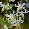 American Snowbell Tree (Styrax Americanus) - 3 Gallon Pot