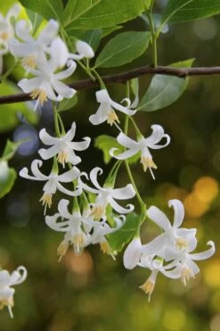 American Snowbell Tree (Styrax Americanus) - 3 Gallon Pot 22 American Snowbell Tree (Styrax Americanus) - 3 Gallon Pot -Botanica Tree Store styrax americanus american snowbell 4