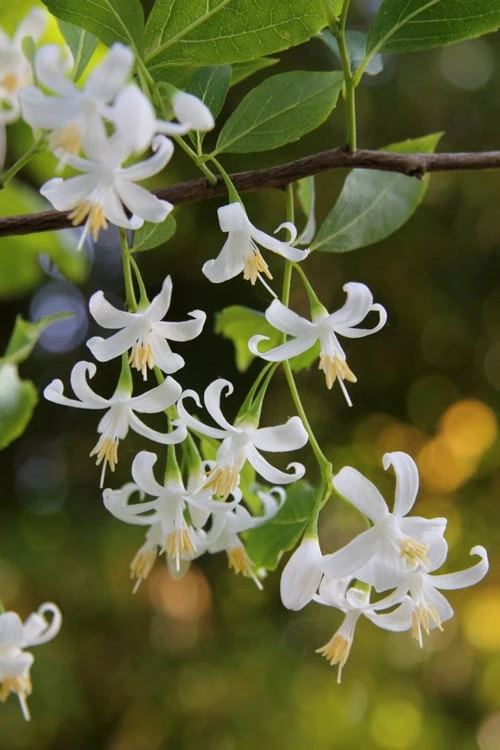 American Snowbell Tree (Styrax Americanus) - 3 Gallon Pot 9 American Snowbell Tree (Styrax Americanus) - 3 Gallon Pot - Image 9