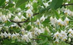 American Snowbell Tree (Styrax Americanus) - 3 Gallon Pot 26 American Snowbell Tree (Styrax Americanus) - 3 Gallon Pot -Botanica Tree Store styrax americanus american snowbell 6