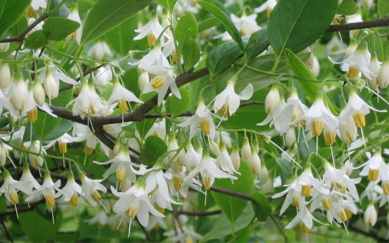 American Snowbell Tree (Styrax Americanus) - 3 Gallon Pot 13 American Snowbell Tree (Styrax Americanus) - 3 Gallon Pot - Image 13