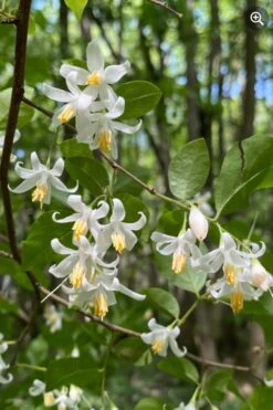 American Snowbell Tree (Styrax Americanus) - 3 Gallon Pot 20 American Snowbell Tree (Styrax Americanus) - 3 Gallon Pot -Botanica Tree Store styrax americanus american snowbell 8