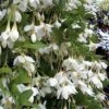 Fragrant Fountain Weeping Japanese Snowbell Tree - 7 Gallon Pot