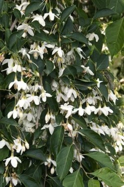 Fragrant Fountain Weeping Japanese Snowbell Tree - 5 Gallon Pot -Botanica Tree Store styrax japonica fragrant fountain weeping japanese snowbell tree 4