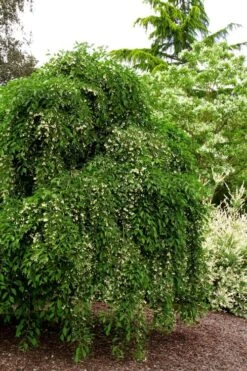 Fragrant Fountain Weeping Japanese Snowbell Tree - 5 Gallon Pot -Botanica Tree Store styrax japonica fragrant fountain weeping japanese snowbell tree 5