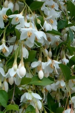 Fragrant Fountain Weeping Japanese Snowbell Tree - 5 Gallon Pot -Botanica Tree Store styrax japonica fragrant fountain weeping japanese snowbell tree 6