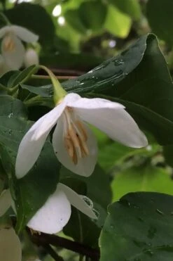 Fragrant Fountain Weeping Japanese Snowbell Tree - 5 Gallon Pot -Botanica Tree Store styrax japonica fragrant fountain weeping japanese snowbell tree 7