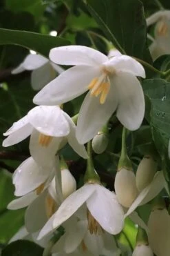 Fragrant Fountain Weeping Japanese Snowbell Tree - 5 Gallon Pot -Botanica Tree Store styrax japonica fragrant fountain weeping japanese snowbell tree 8