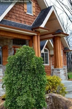 Fragrant Fountain Weeping Japanese Snowbell Tree - 5 Gallon Pot -Botanica Tree Store styrax japonica fragrant fountain weeping japanese snowbell tree 9