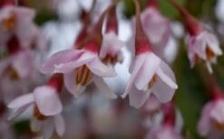 Pink Chimes Japanese Snowbell - 1 Gallon Pot -Botanica Tree Store styrax japonica pink chimes japanese snowbell tree 5