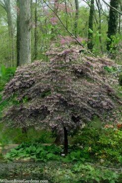 Pink Chimes Japanese Snowbell - 1 Gallon Pot