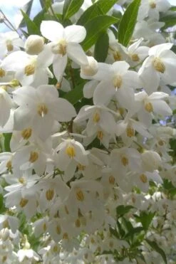 Japanese Snowbell Tree (Styrax) - 5 Gallon Pot -Botanica Tree Store styrax japonicus japanese snowbell tree 2