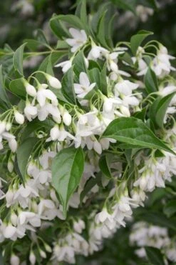 Japanese Snowbell Tree (Styrax) - 5 Gallon Pot -Botanica Tree Store styrax japonicus japanese snowbell tree 4