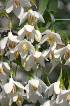 Japanese Snowbell Tree (Styrax) - 5 Gallon Pot -Botanica Tree Store styrax japonicus japanese snowbell tree 7