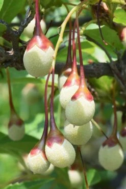 Japanese Snowbell Tree (Styrax) - 5 Gallon Pot -Botanica Tree Store styrax japonicus japanese snowbell tree 8